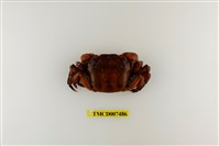 藏品(硬毛假方蟹)的圖片